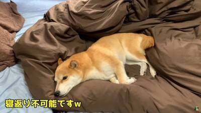 犬がペットホテルで一泊した結果…『寂しかった』と泣き叫ぶ姿が切なすぎると142万再生「鳴き声に心が締め付けられる」「もらい泣きした」