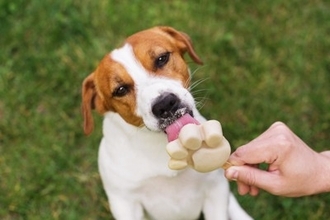 犬が冷たいものを食べすぎたときに起こる『危険な症状』4選　暑い日の適切な与え方まで