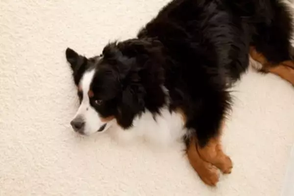 犬が『満足』しているときにみせるサイン5つ　愛おしい仕草の意味から心を満たすコツまで