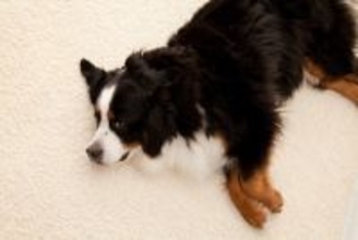 犬が『満足』しているときにみせるサイン5つ　愛おしい仕草の意味から心を満たすコツまで