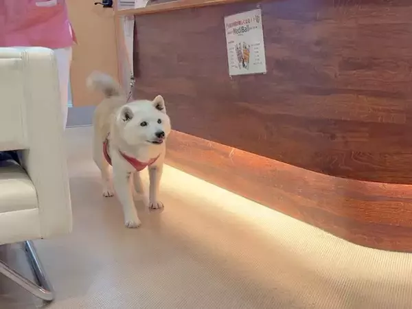 病院に犬を預けて2時間→お迎えに行き、家族を見つけた瞬間…とんでもなく尊い『リアクション』が343万再生「表情豊か過ぎ」「大好きな証拠」