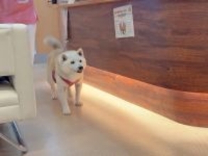 病院に犬を預けて2時間→お迎えに行き、家族を見つけた瞬間…とんでもなく尊い『リアクション』が343万再生「表情豊か過ぎ」「大好きな証拠」