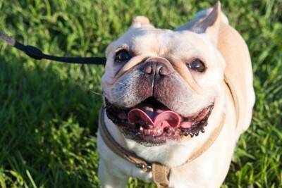 犬が嬉しがる『ワード』５選　どんな言葉をかけるべき？大喜びしているときに見せる行動まで