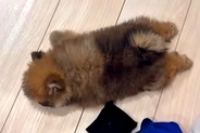 『リビングで赤ちゃん犬が倒れてる』と思って慌てて近づいた結果→『まさかの光景』が衝撃的な可愛さだと66万再生「電池切れｗ」「ぬいぐるみ」