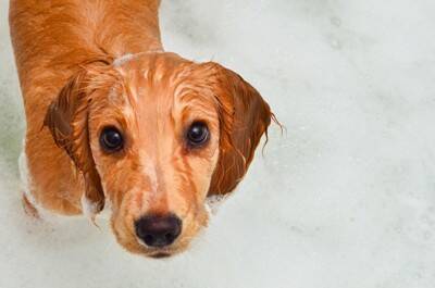 「愛犬のかいかい」もしかしてアトピー？最新研究から見えてきたスキンケアのヒミツ【獣医が解説】