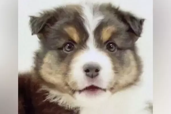 『子どもが怖がるから捨てた』1歳までに3回も家族が変わった犬→『またひとりになるの？』と怯えて…現在の光景に思わず涙「運命の出会い」