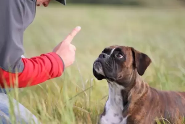 犬に絶対NGな『待て』の仕方3選　コマンドを教える際の適切なトレーニング方法まで解説