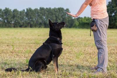 犬に絶対NGな『待て』の仕方3選　コマンドを教える際の適切なトレーニング方法まで解説