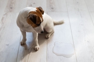 犬が『おしっこ漏れそう』なときにみせるサイン５選　普段から我慢させないための対処法まで