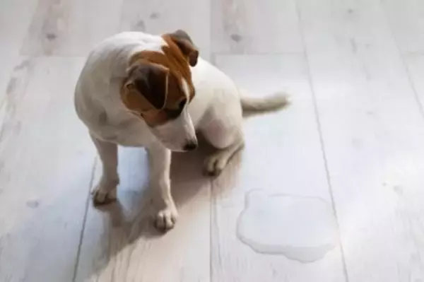 犬が『おしっこ漏れそう』なときにみせるサイン５選　普段から我慢させないための対処法まで