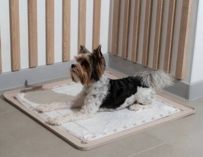 犬が『おしっこ漏れそう』なときにみせるサイン５選　普段から我慢させないための対処法まで