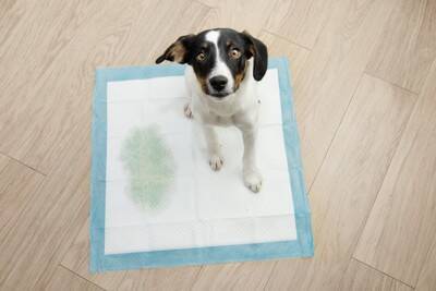 犬が『おしっこ漏れそう』なときにみせるサイン５選　普段から我慢させないための対処法まで