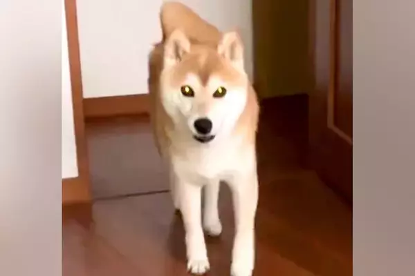 朝5時半、飼い主を起こしにやって来た犬→何か伝えたそうにしていて…まさかの『お願い』に絶賛「たまんない」「一生懸命お話してて可愛い」