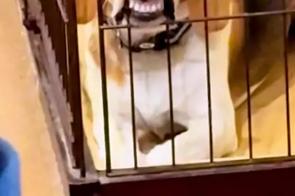 犬が人間のご飯を欲しがるので、仕方なくケージに入れた結果→ふと後ろを覗くと…まさかの『ブチギレ顔』に爆笑「不満そうｗ」「死ぬほど笑った」