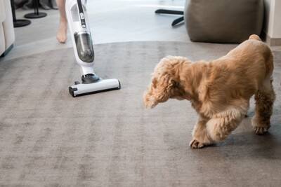犬が驚いたときにみせるサイン4選　ビビリなワンコの共通点や暮らしの中で注意すべき行動まで