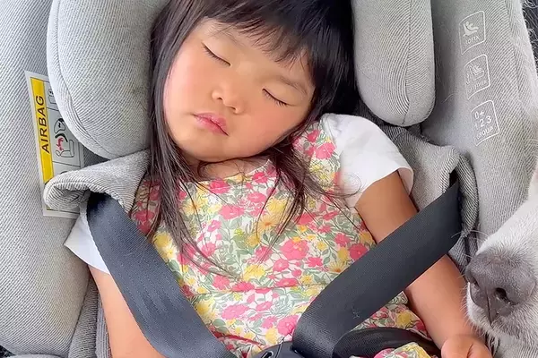 4歳の女の子と目いっぱい遊んだ大型犬→帰りの車内で、ふたり同時に…疲れすぎて見せた『尊すぎる光景』に悶絶「なんて可愛い」「幸せな寝顔」