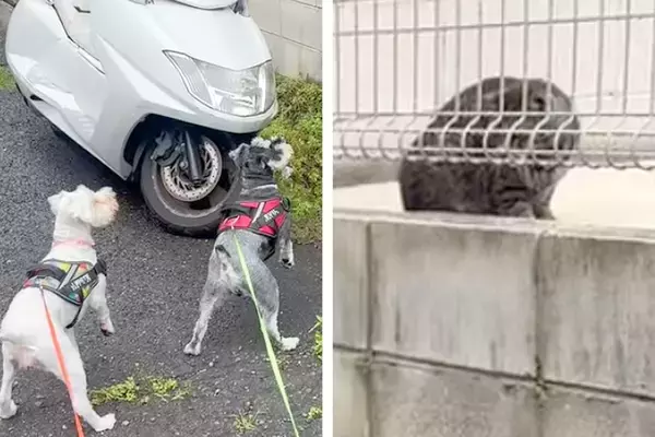 野良猫を発見した2匹の犬→みんな驚きを隠せない様子で…思わず笑う『シュールな光景』に爆笑「シンクロ率100パーセント」「静止画かとｗ」