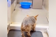 お風呂が嫌いな犬→『でも、褒められたい』と一生懸命に頑張って…泣けるほど愛おしい光景が68万再生「お利口すぎる」「愛情ですね」「感動した」