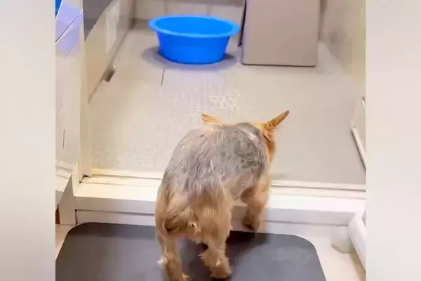お風呂が嫌いな犬→『でも、褒められたい』と一生懸命に頑張って…泣けるほど愛おしい光景が68万再生「お利口すぎる」「愛情ですね」「感動した」