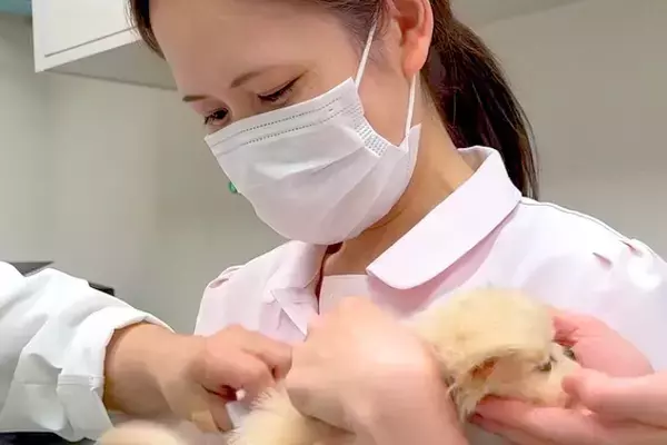 病院に注射を打ちに来た赤ちゃん犬→『怖がらないように』と、女医さんたちが…思った以上の光景が107万再生「全員可愛いｗ」「安心感すごい」