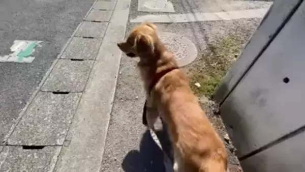 居るはずのないママとの遭遇…喜びを爆発させるワンコが986万再生を記録「ソワソワして可愛すぎ」「ニヤニヤ止まらない」