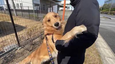 居るはずのないママとの遭遇…喜びを爆発させるワンコが986万再生を記録「ソワソワして可愛すぎ」「ニヤニヤ止まらない」