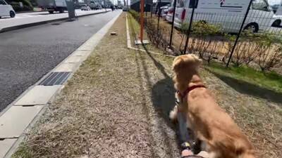 居るはずのないママとの遭遇…喜びを爆発させるワンコが986万再生を記録「ソワソワして可愛すぎ」「ニヤニヤ止まらない」