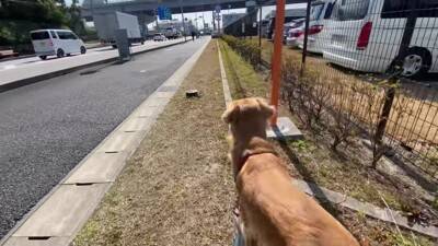 居るはずのないママとの遭遇…喜びを爆発させるワンコが986万再生を記録「ソワソワして可愛すぎ」「ニヤニヤ止まらない」