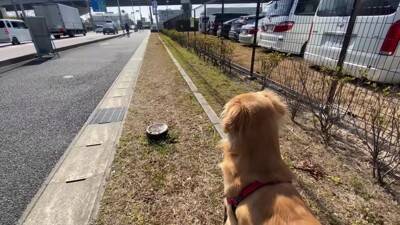 居るはずのないママとの遭遇…喜びを爆発させるワンコが986万再生を記録「ソワソワして可愛すぎ」「ニヤニヤ止まらない」