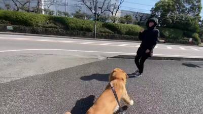 居るはずのないママとの遭遇…喜びを爆発させるワンコが986万再生を記録「ソワソワして可愛すぎ」「ニヤニヤ止まらない」