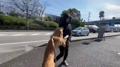 居るはずのないママとの遭遇…喜びを爆発させるワンコが986万再生を記録「ソワソワして可愛すぎ」「ニヤニヤ止まらない」