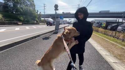 居るはずのないママとの遭遇…喜びを爆発させるワンコが986万再生を記録「ソワソワして可愛すぎ」「ニヤニヤ止まらない」