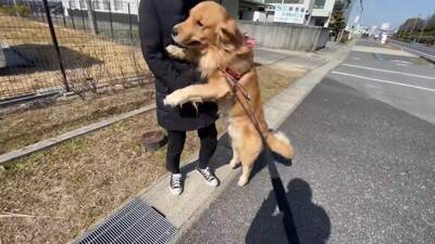 居るはずのないママとの遭遇…喜びを爆発させるワンコが986万再生を記録「ソワソワして可愛すぎ」「ニヤニヤ止まらない」