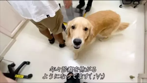 犬の耳掃除をするため『動物病院』に連れて行った結果…この世の終わりのような『絶望』が面白すぎると68万再生「顔ｗ」「ほんと好き」と爆笑