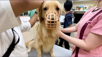 犬の耳掃除をするため『動物病院』に連れて行った結果…この世の終わりのような『絶望』が面白すぎると68万再生「顔ｗ」「ほんと好き」と爆笑
