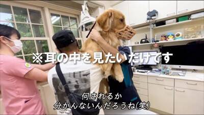 犬の耳掃除をするため『動物病院』に連れて行った結果…この世の終わりのような『絶望』が面白すぎると68万再生「顔ｗ」「ほんと好き」と爆笑