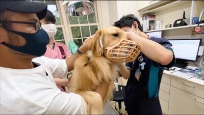 犬の耳掃除をするため『動物病院』に連れて行った結果…この世の終わりのような『絶望』が面白すぎると68万再生「顔ｗ」「ほんと好き」と爆笑