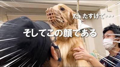 犬の耳掃除をするため『動物病院』に連れて行った結果…この世の終わりのような『絶望』が面白すぎると68万再生「顔ｗ」「ほんと好き」と爆笑