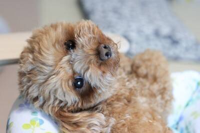 愛犬は自分の名前を分かっているの？理解してもらうためにできることや教えるコツまで解説