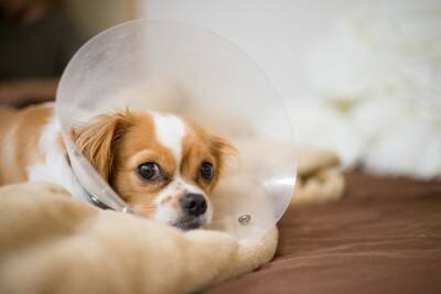 犬が『自分の体を舐める』5つの心理　やめさせた方がいいの？注意すべき状況まで