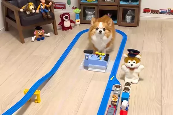『貨物列車のおもちゃ』で遊ぶ犬→天才すぎる『本物の運転手のような腕前』に驚きと称賛の声「鉄オタ犬ｗｗ」「わたしより賢い」と29万再生