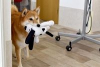 犬が飼い主をからかっているときにみせる行動5つ　関係性を悪化させないための対応まで