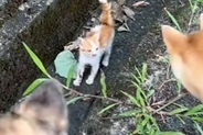 犬の散歩中、車に轢かれそうだった子猫を発見→放っておけずに連れて帰った結果…尊すぎる『現在の光景』が13万再生「愛の循環」「幸せそう」
