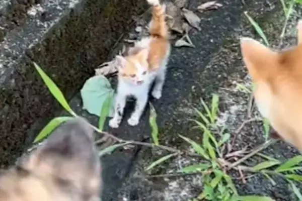 犬の散歩中、車に轢かれそうだった子猫を発見→放っておけずに連れて帰った結果…尊すぎる『現在の光景』が13万再生「愛の循環」「幸せそう」