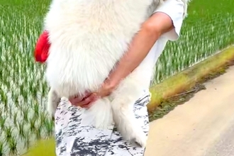 散歩中に歩かなくなってしまった大型犬→帰るために仕方なく…自分の大きさを理解していない『赤ちゃんのような光景』に反響「満足そうな顔がｗ」