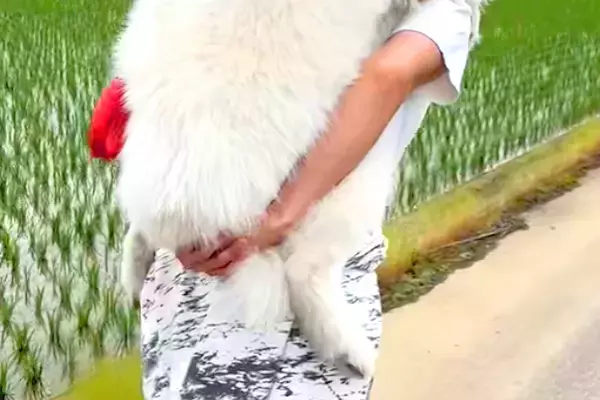 散歩中に歩かなくなってしまった大型犬→帰るために仕方なく…自分の大きさを理解していない『赤ちゃんのような光景』に反響「満足そうな顔がｗ」