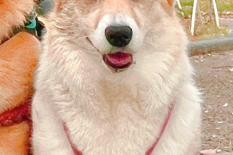 友人に犬の写真を見せたら『ビキニ着てる？』と言われたので確認→『まさかの光景』に9万いいね集まる「似合ってるの草」「不満そうｗｗ」と爆笑