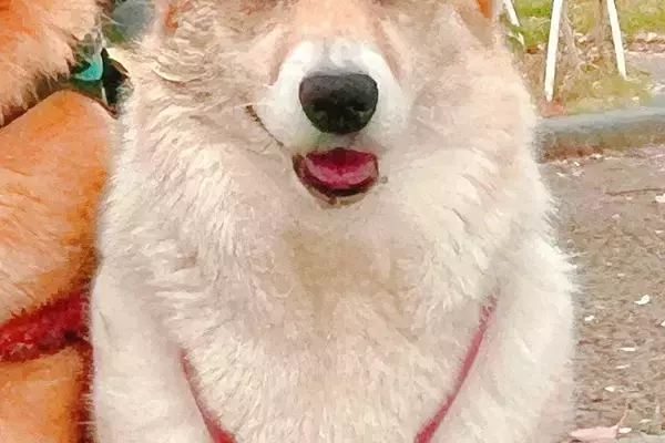 友人に犬の写真を見せたら『ビキニ着てる？』と言われたので確認→『まさかの光景』に9万いいね集まる「似合ってるの草」「不満そうｗｗ」と爆笑