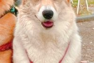 友人に犬の写真を見せたら『ビキニ着てる？』と言われたので確認→『まさかの光景』に9万いいね集まる「似合ってるの草」「不満そうｗｗ」と爆笑