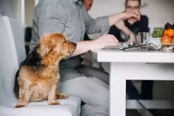 犬が人間のごはんを見てくる理由3つ　食事中に絶対してはいけないタブー行為まで